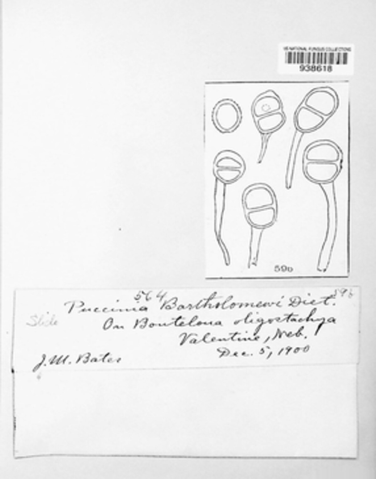 Puccinia bartholomaei image
